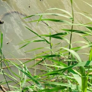 Photo of father and daughter drowned in the Rio Grande