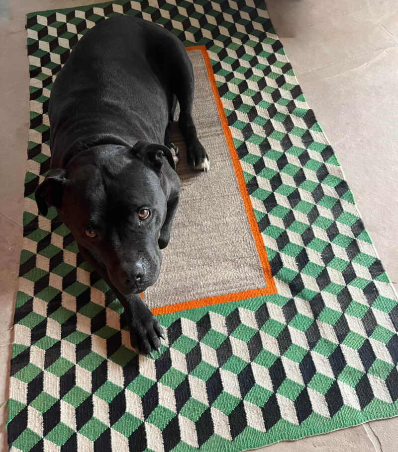Pip lying on a rug