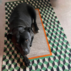 Pip lying on a rug
