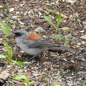 Photo of a gray bird with a red back