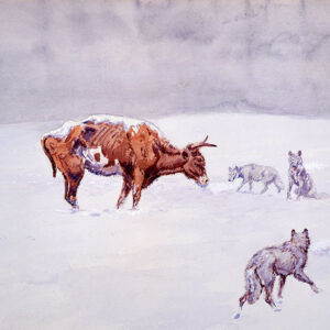 Charlie Russell painting of a cow circled by wolves