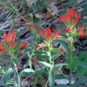 Photo of wildflowers in New Mexico