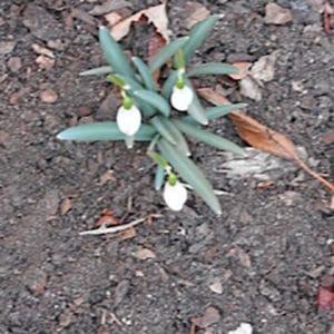 A Perhaps Hand - 2017