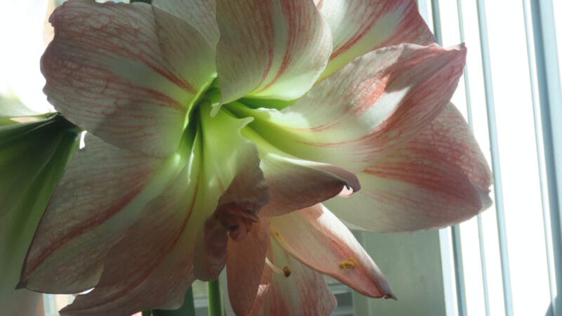 Photo of an Amaryllis flower
