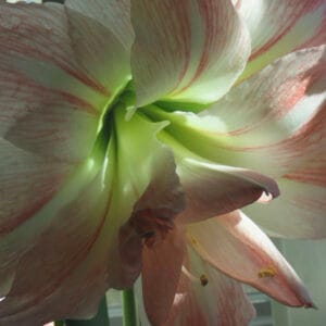 Photo of an Amaryllis flower