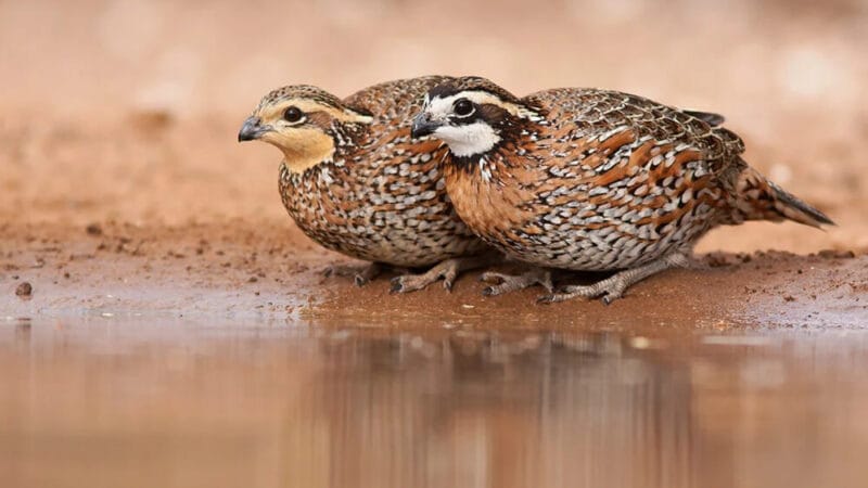 Photo of a male and female Northern Bobwhite Quail