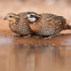 Photo of a male and female Northern Bobwhite Quail