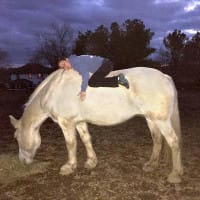 Astride: Women, Girls, Horses—and Wolves