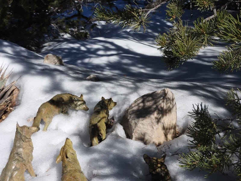 Astride: Women, Girls, Horses—and Wolves