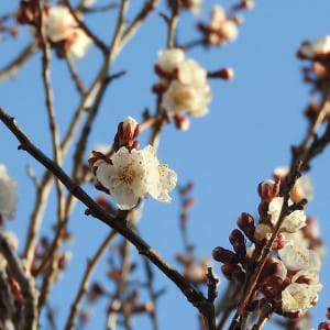 Black Pip in Springtime