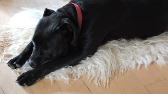 Black Pip Sleeping