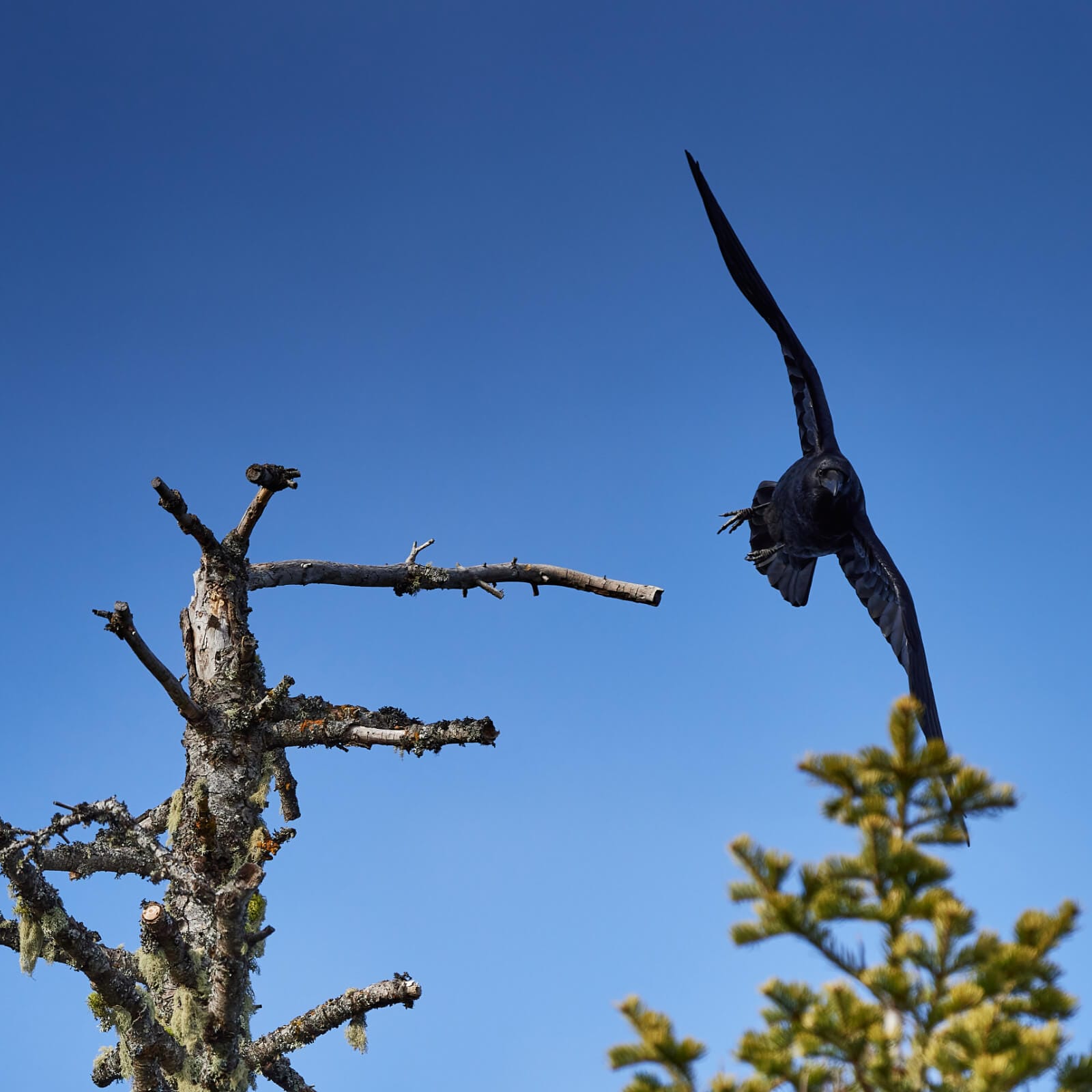My Friends the Ravens