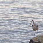 Sallie Bingham - Cast on Water