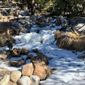 Photo of a snowy frozen mountain stream