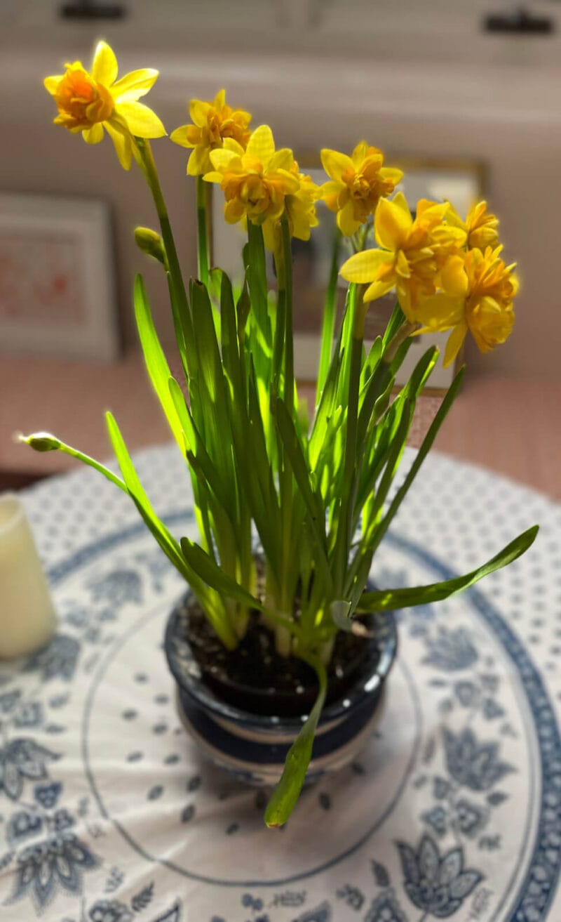 Yellow daffodil centerpiece on table
