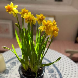 Yellow daffodil centerpiece on table