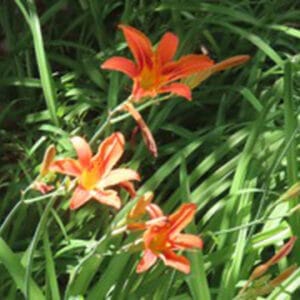 Photo of daylily flowers