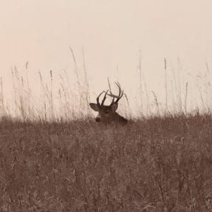 Photo of a buck in tall grass