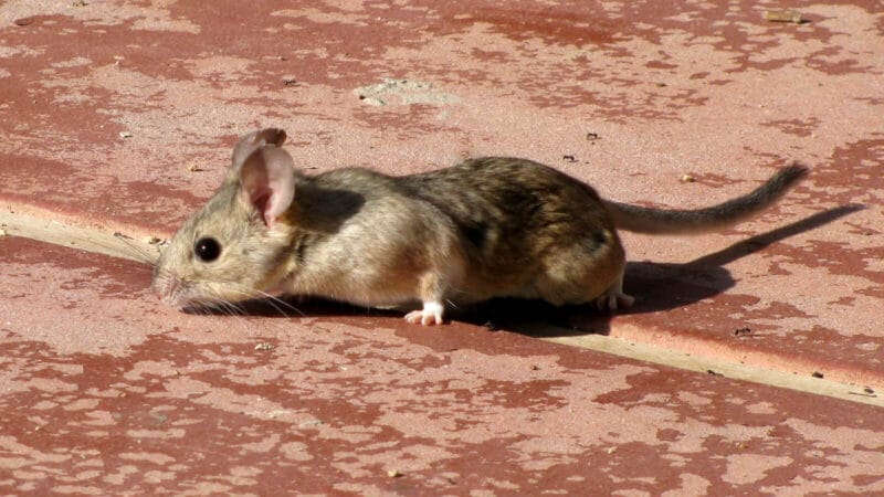 Photo of a desert packrat