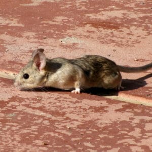 Photo of a desert packrat