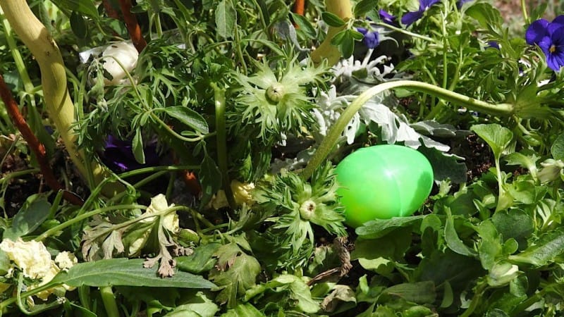 Egg Day - Garden