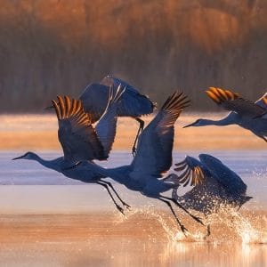 Photo of sandhill cranes taking flight