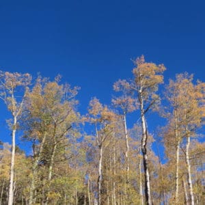 Photo of golden Aspen trees