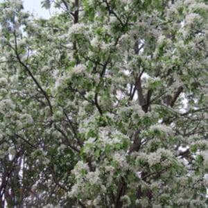 Photo of tree in bloom with white flowers