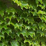 Boston Ivy