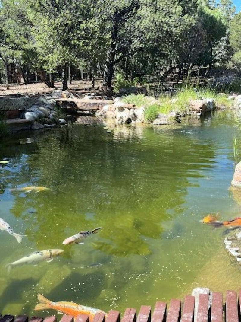 Photo of Koi in a large pond