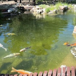 Photo of Koi in a large pond