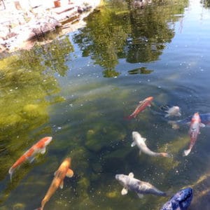 Koi Pond
