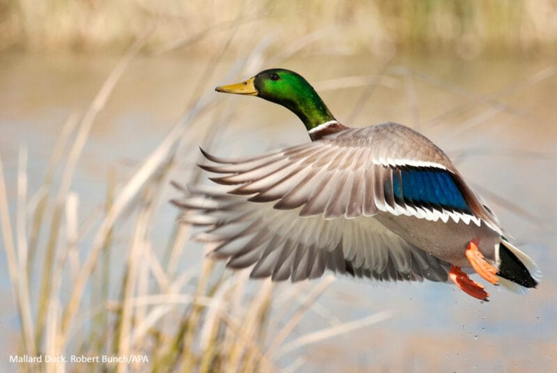 Photo of a mallard duck in flight