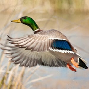 Photo of a mallard duck in flight
