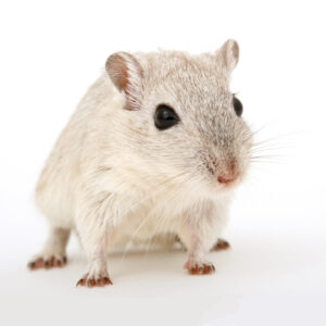Photo of a mouse