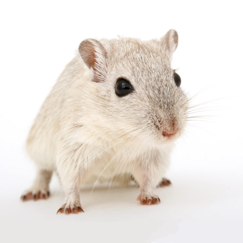 Photo of a mouse