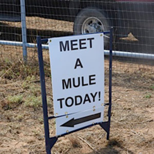 Mule Day in Santa Fe
