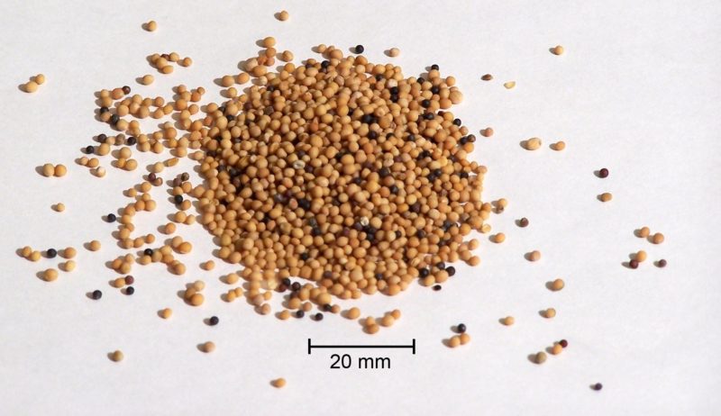 Photo of Mustard Seeds