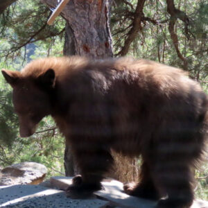 Photo of a bear on my patio