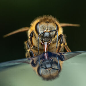 Bee drinking syrup