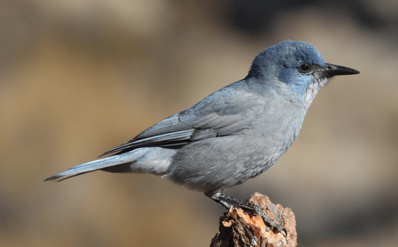Photo of a pinon jay