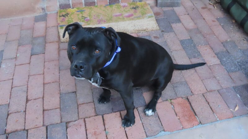 The dog pip sitting on my doorstep