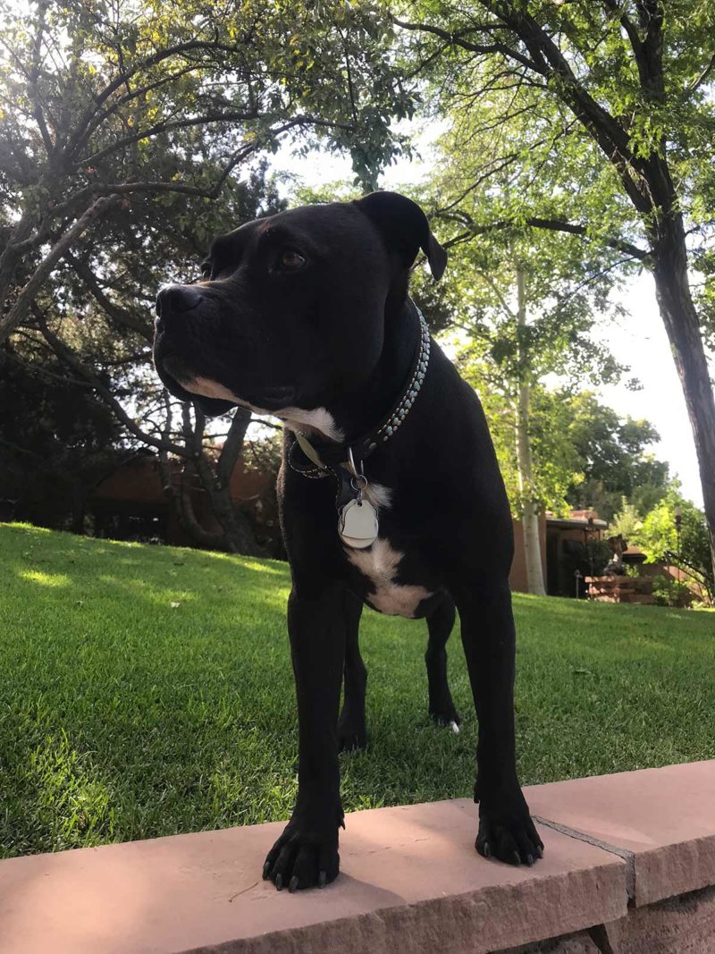 Photo of Pip, the dog