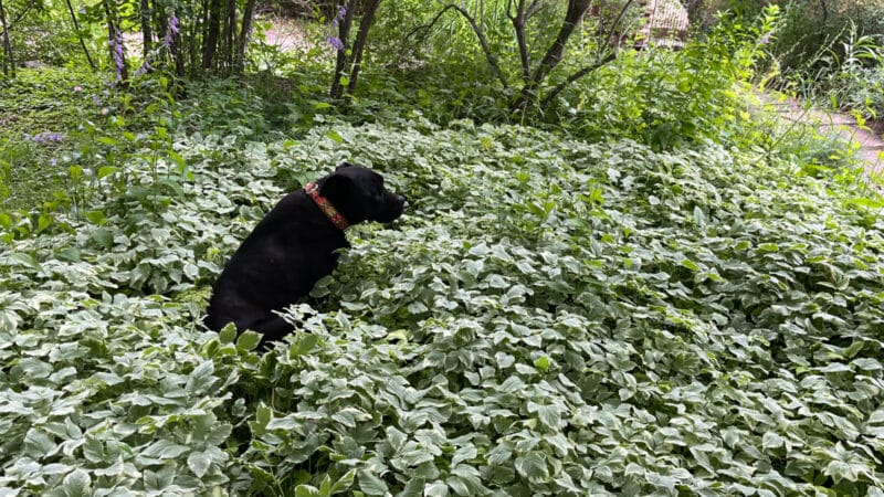 Photo of Pip the dog in the garden