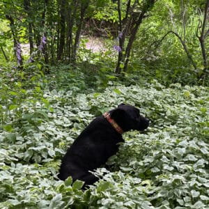 Photo of Pip the dog in the garden