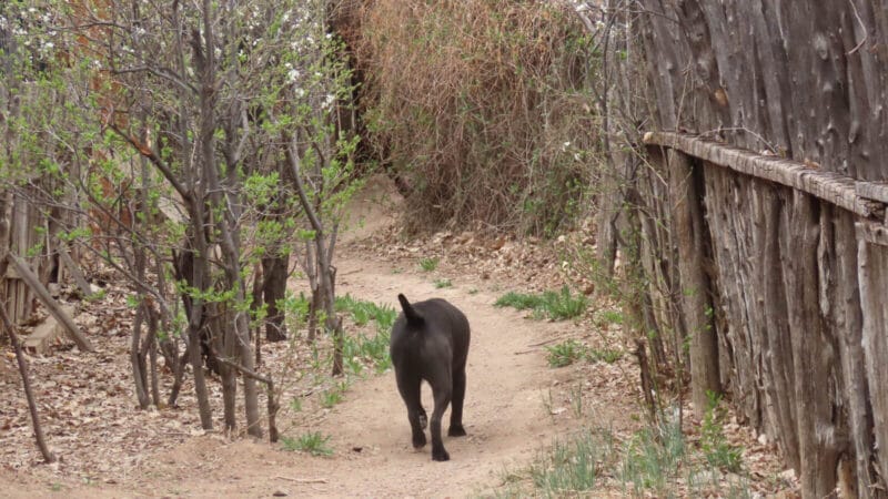 The dog pip walking away on a dirt trail