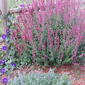 Picture of flowers next to fence