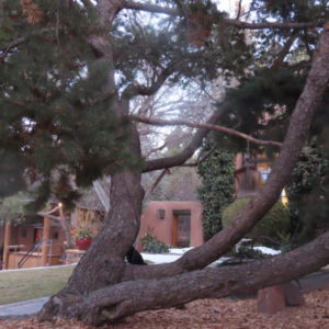 Photo of Sacred Pinon