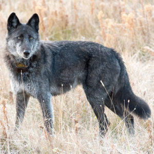 Spitfire - photo by Deby Dixon