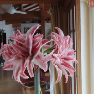 Photo of a Lilly in bloom